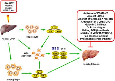 New Drugs for Hepatic Fibrosis